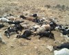آب آلوده چاه کشاورزی 72 گوسفند را تلف کرد