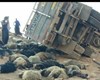 مرگ 40 گوسفند در حادثه تصادف