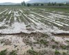 تگرگ ۸۷۰ میلیارد ریال به بخش کشاورزی آذربایجان غربی خسارت زد