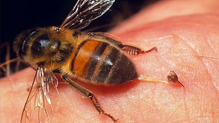 تاثیر نیش زنبور برای درمان کرونا تایید نشد