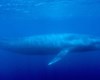 نهنگ آبی جان 3 جوان را در خزر گرفت