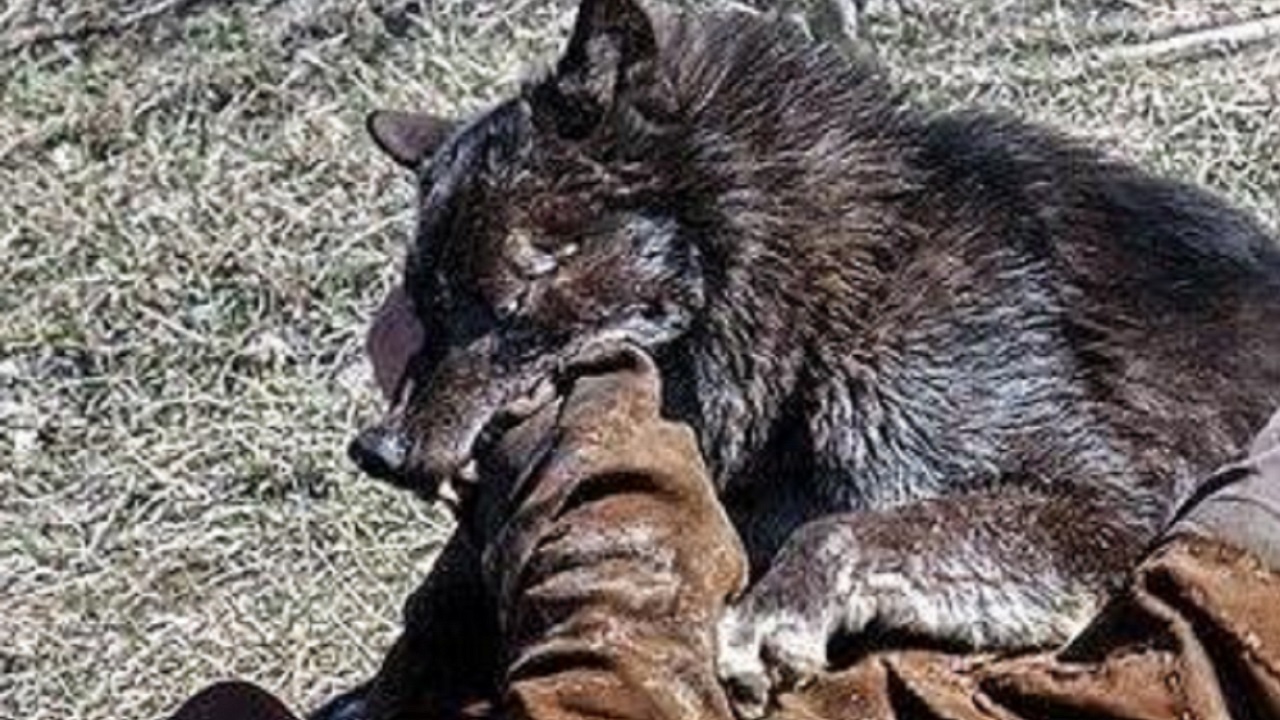 تصاویری از نجات نوزاد ۸ ماهه از چنگال گرگ وحشی