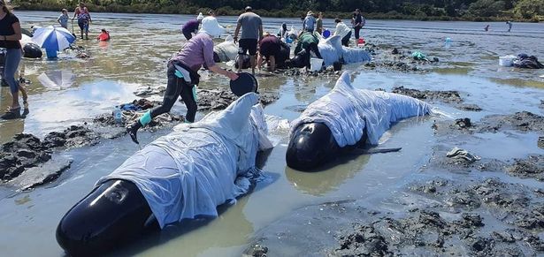 مرگ تلخ 19 نهنگ در ساحل نیوزلند