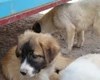 رهاسازی توله سگ‌های گرفتار از چاه 4 متری