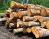 زراعت چوب با بهره‌گیری از زمین‌های بدون استفاده در مازندران