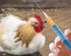 تزریق واکسن آنفلوآنزا به ۳ میلیون پرنده در البرز