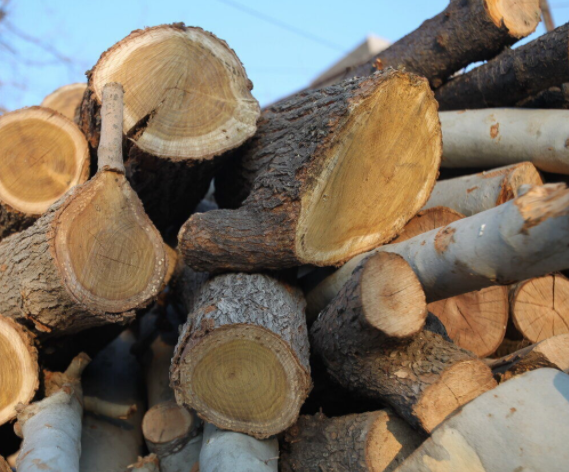 ۱۷ تن چوب قاچاق در آستانه اشرفیه کشف شد