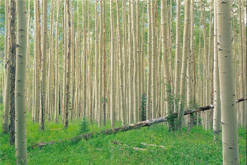 دولت برای توسعه زراعت چوب در کرمانشاه تسهیلات بانکی پرداخت می‌کند