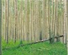 دولت برای توسعه زراعت چوب در کرمانشاه تسهیلات بانکی پرداخت می‌کند