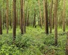 طرح تنفس ۱۰ ساله جنگل‌های هیرکانی فرصتی برای توسعه صنعت زراعت چوب