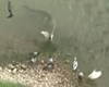 شکار کبوتر توسط ماهی  !