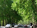 فناوری اسکن درختان در تهران بومی‌سازی شد