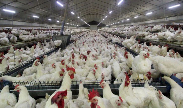 نخستین واحد تولیدی مرغ مادر گوشتی در استان بوشهر بهره‌برداری شد