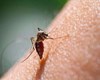 ایران خواستار گواهینامه حذف مالاریا از سوی سازمان بهداشت جهانی