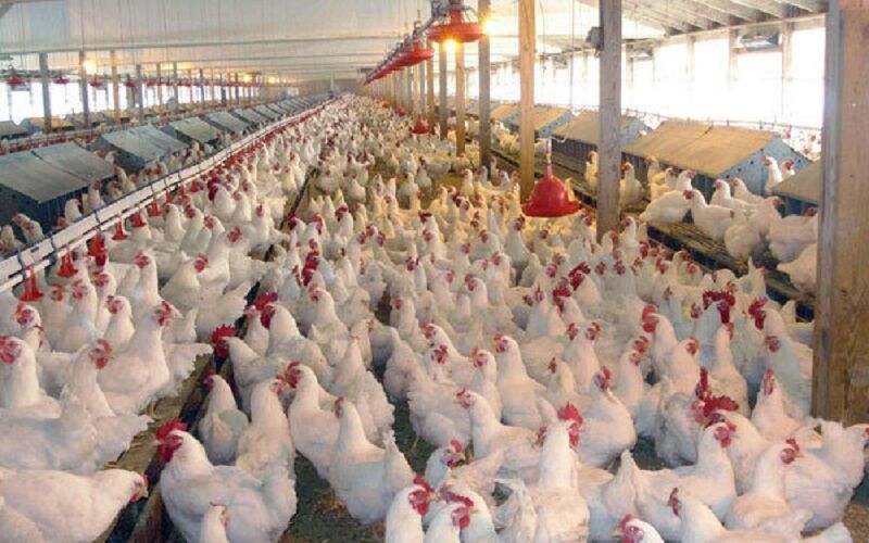 تولید مرغ در استان تهران ۳۰ درصد افزایش می‌یابد