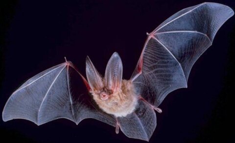 ویروس جدید کرونا در خفاش‌ها کشف شد