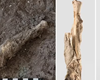 تحقیق بر گوسفند مومیایی 1600 ساله کشف شده در معدن نمک ایران+تصاویر
