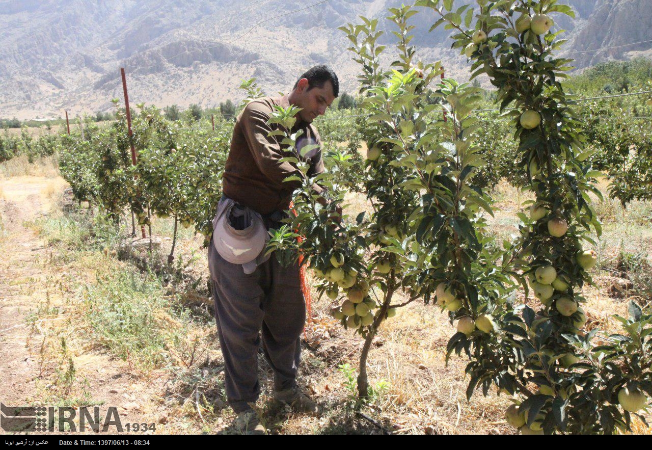خشکسالی ۱۵ هزار هکتار از باغات استان کرمانشاه را تهدید می‌کند