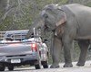 فیل گرسنه ترافیک درست کرد