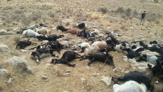 تلف شدن ۵۵ راس گوسفند در نیشابور
