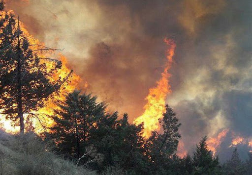 قاچاقچیان چوب جنگل‌های هیرکانی کردکوی را آتش زدند