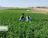 ٣١۴ هزار تن انواع سبزیجات در سیستان و بلوچستان تولید می‌شود