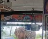حمله فیل خشمگین به مسافران یک اتوبوس+فیلم