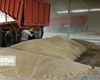 خرید تضمینی ۲۳۰ هزار تن گندم در قزوین ابلاغ شده است