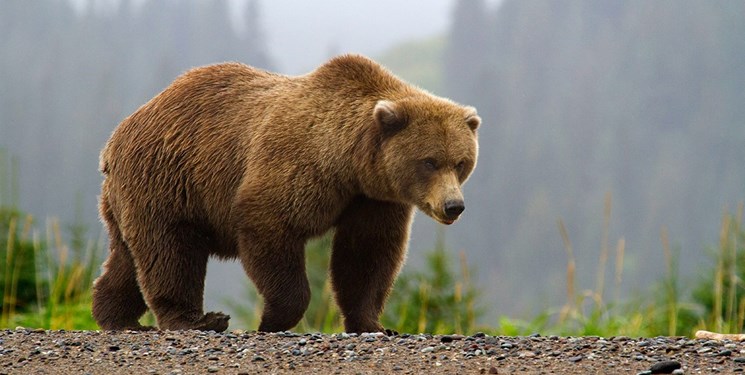 ماجرای عجیب کشتار خرس قهوه‌ای در پارک ملی پابند