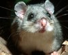 موش‌های منجمد، غذای مورد علاقه مافیا در ایتالیا