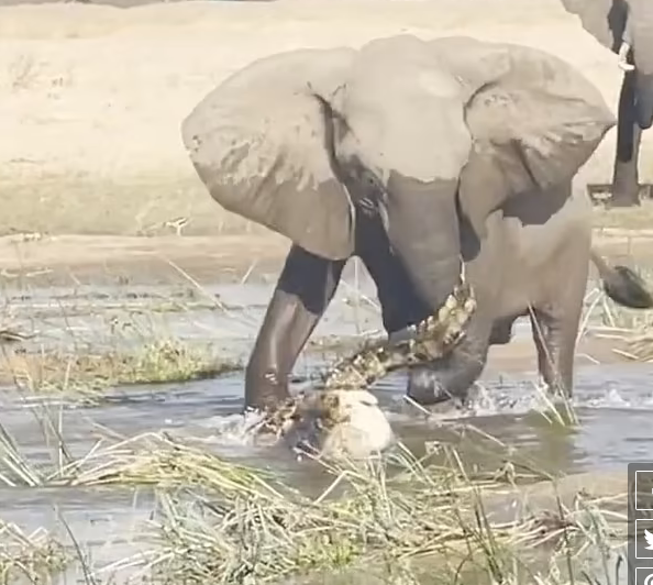 فیل مادر تمساح مهاجم به فرزندش را زیرلگدهایش له کرد+فیلم
