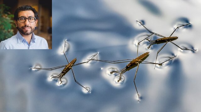 روباتی با الهام از حشرات آب‌پیما ساخته شد