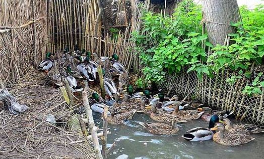 «دوما» تنها روش مجاز صید پرندگان مهاجر در مازندران است