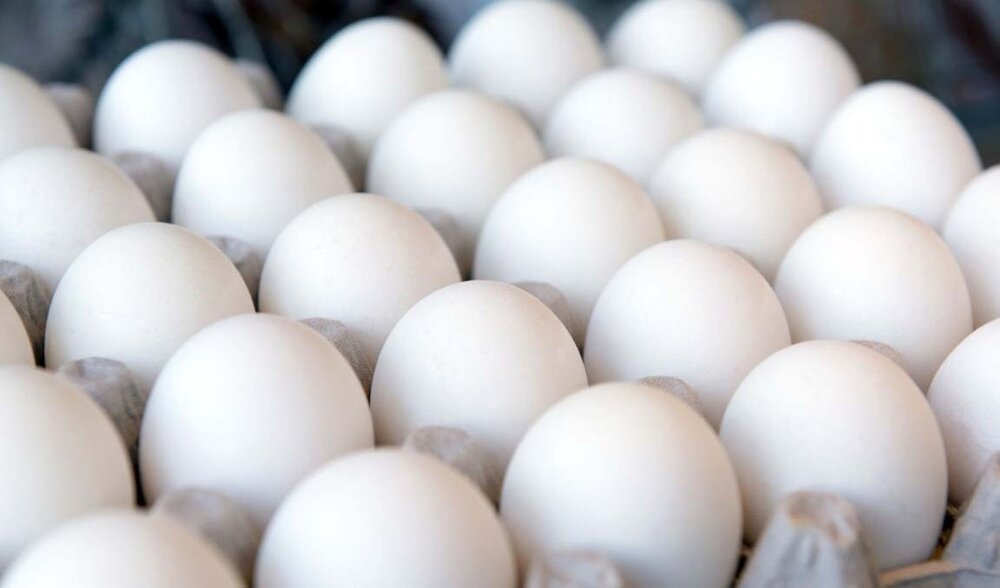 توزیع ۱۰۰۰ تن تخم‌مرغ ۴۳ هزار تومان