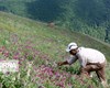 تجاری‌سازی و فراوری صنعتی، راه حل توسعه کشت گیاهان دارویی در گلستان