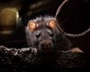 موش‌های جهش‌یافته میزبان‌های جدید کروناویروس !