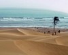 «دَرَک» جهنم تک‌درخت ساحل عمان شد