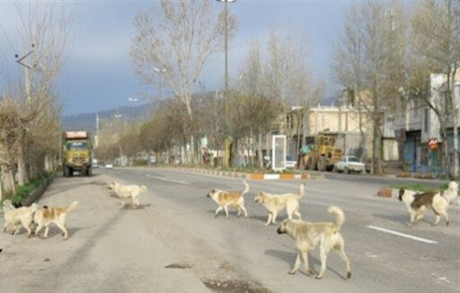 خیابان ها در تسخیر سگ های ولگرد