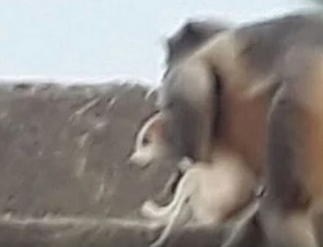 حمله میمون های خشمگین/ 250 سگ کشته شدند+فیلم