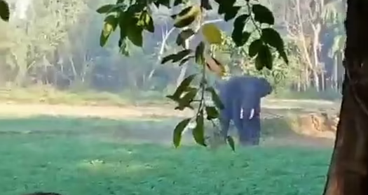 فیل خشمگین مرد هندی را له کرد+فیلم