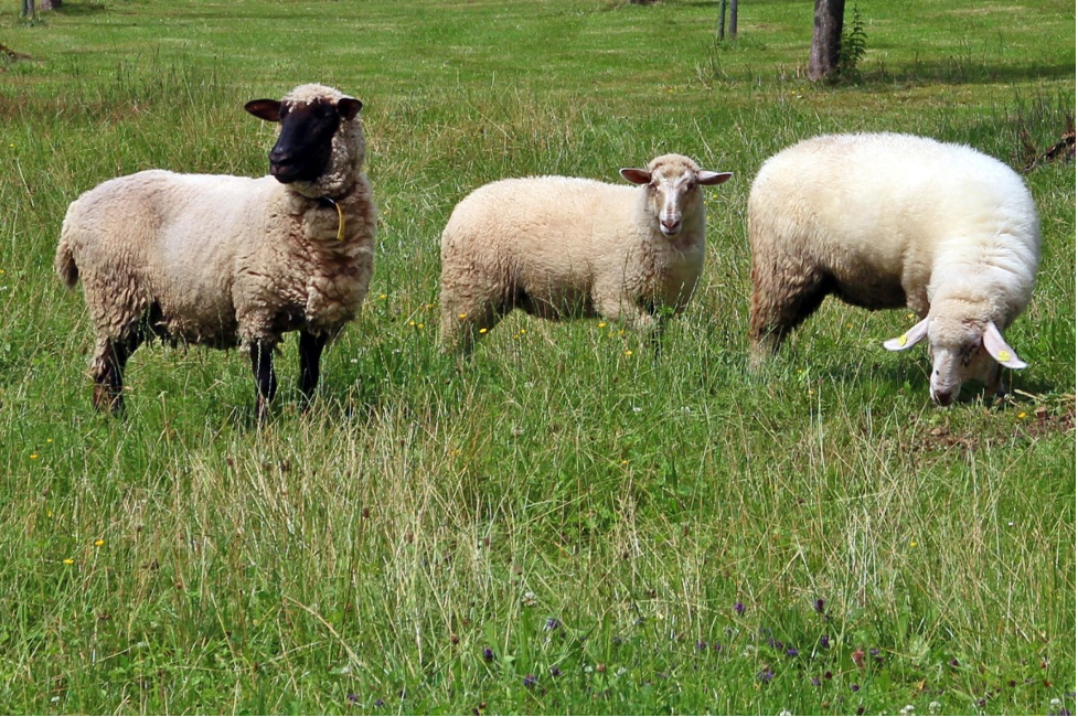 خرید گوسفند زنده با قیمت مناسب