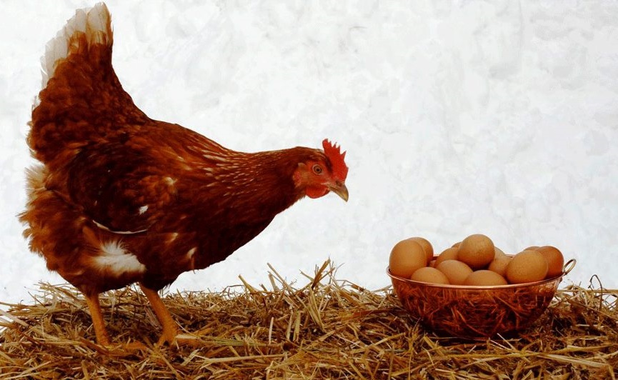 گرانی چند برابری مرغ و تخم مرغ بعد از اصلاح ارز دولتی نادرست است