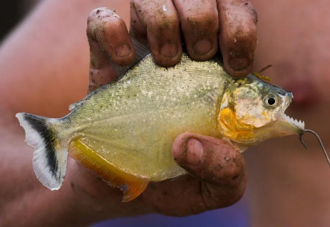 ماهی ها 4 تن را در پاراگوئه کشتند