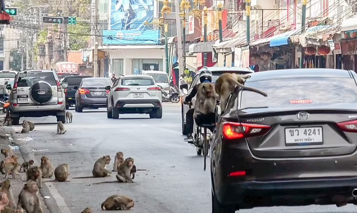 شهری برای میمون ها +فیلم