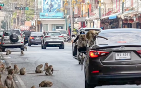   شهری برای میمون ها +فیلم 