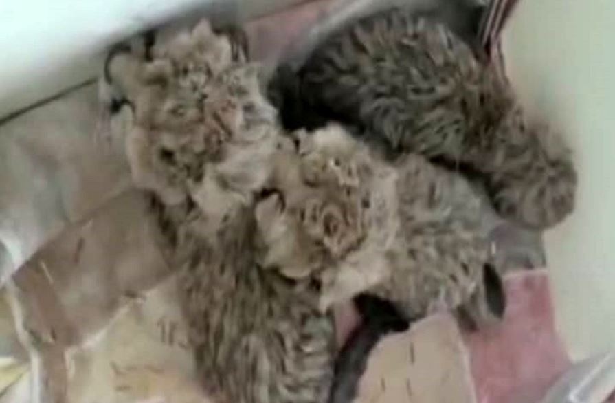 هر سه یوزپلنگ تازه متولد شده ماده است