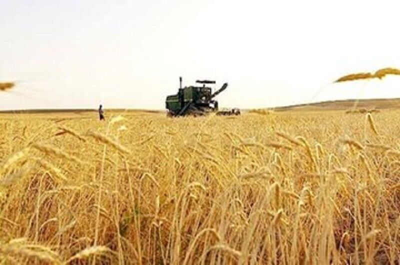 بانک جهانی: گندم پیشتاز گرانی در جهان است
