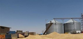 سیاستمدار عراقی: ذخیره گندم عراق فقط برای سه هفته کافی است