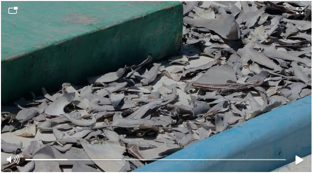 کشف محموله بزرگ قاچاق «باله کوسه ماهی» در آب های جزیره کیش + فیلم