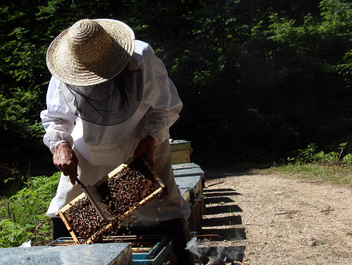 ایران به هاب صنعت زنبورداری در منطقه تبدیل می‌شود